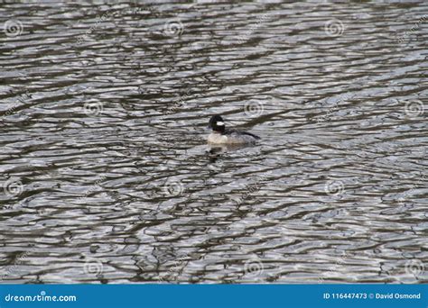 A Female Bufflehead Swimming Stock Image Cartoondealer