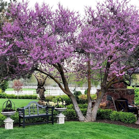 Eastern Redbud Eastern Redbud Tree For Sale — Plantingtree