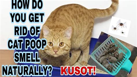 SAGOT SA MABAHONG TAE AT IHI NG PUSA BUDGET FRIENDLY CAT LITTERSAND OR