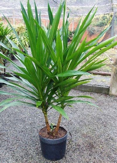 Dracena Arborea Nomes De Plantas Plantas Jardim Como Plantar Alface