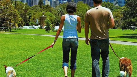 5 claves para pasear con tu perro sin estrés Cómo educar a un cachorro