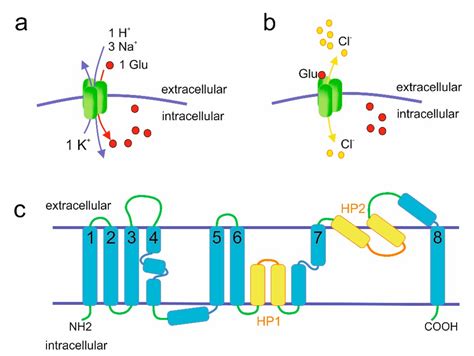 Ijms Free Full Text Excitatory Amino Acid Transporters In