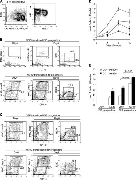 Enforced Expression Of Human Flt In Flt And Flt Progenitors