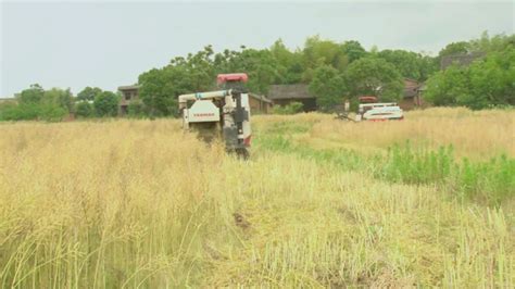 永州市 祁阳：36万亩油菜迎来收割季 秸秆还田“变废为宝” 湖南省农业农村厅