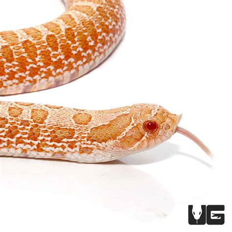 Baby Albino Western Hognose Snakes (Heterodon nasicus) For Sale ...