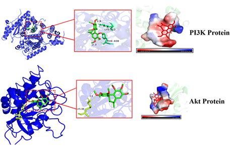 Molecular Docking Results Of Core Targets Download Scientific Diagram