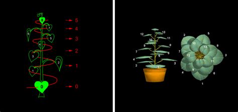 plants_fibonacci - GaiaVerso