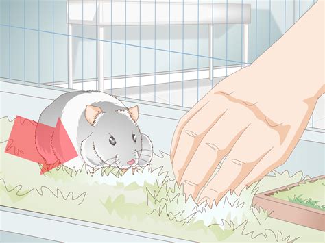 guide to hamster sick indoors 3