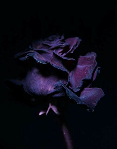 Pin By HeaTHeR J HoNoMiCHL WooDHuL On FLoWeRS BeauTiFuL DaRK GoTH