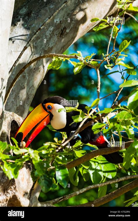 Toco Toucan feeding Stock Photo - Alamy