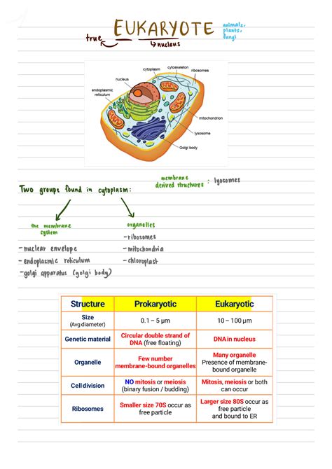 Solution Prokaryotic And Eukaryotic Cell Studypool