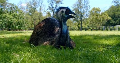 front  view   australian emu layin stock video pond