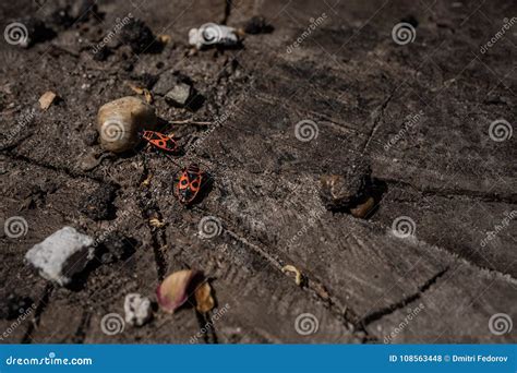 Two Red and Black Beetles on Hemp Stock Photo - Image of natural ...