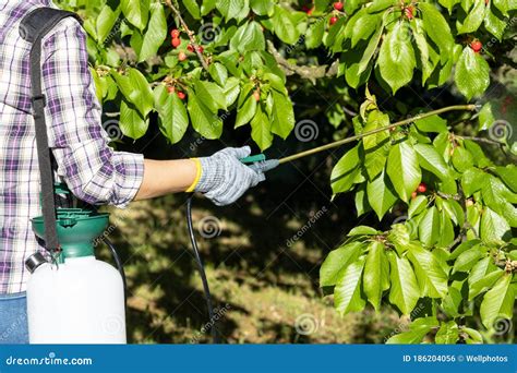 Spray Fruit Trees Organic Fruit Tree Spray Lovetoknow Fruit Trees For