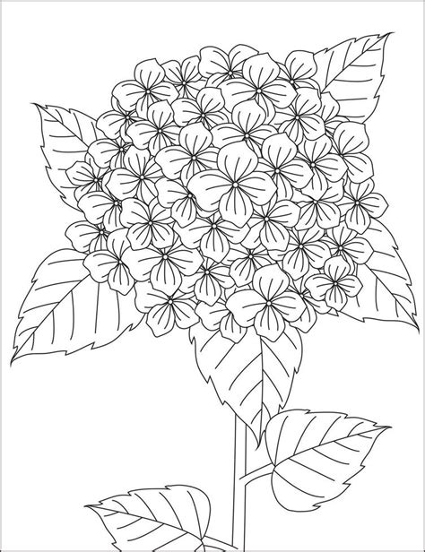 Hydrangea Flower Coloring Page 56962381 Vector Art at Vecteezy