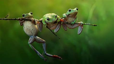 Online crop | HD wallpaper: red-eyed tree frog, green frog holding green leaf during raintime ...