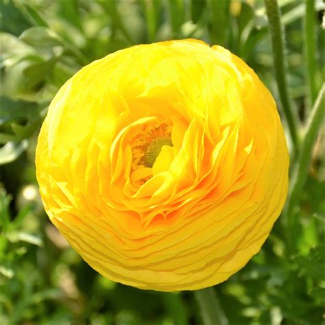 Ranunculus Yellow Bulbs For Sale Persian Buttercup Yellow Easy To