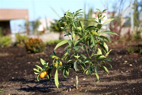 Kumquat drzewo obraz stock Obraz złożonej z cytrusy 12369605