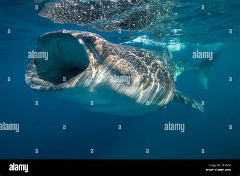 Whale shark (Rhincodon typus) mouth open filter feeding at the surface