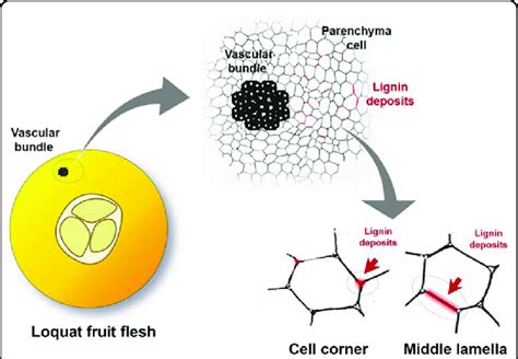 Tentative Scheme For Lignin Deposition In Loquat Fruit Flesh During Download Scientific Diagram