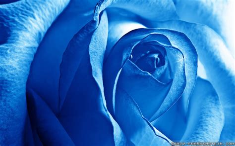 Light Blue Roses Wallpapers - Wallpaper Cave