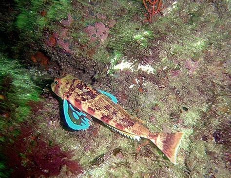 Streaked Gurnard Life Expectancy