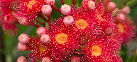 Flowering Gum Trees Flower Power