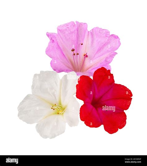 oclock flowers isolated  white background stock photo alamy