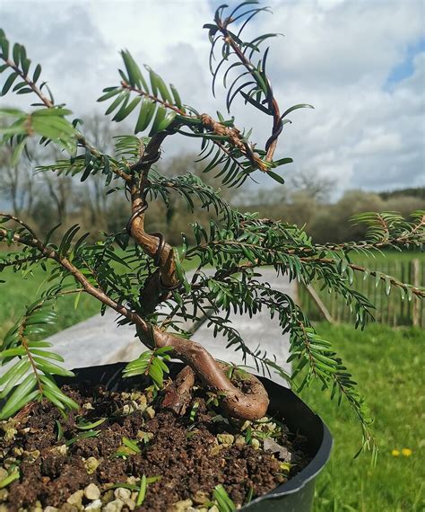 Taxus Baccata En Devenir Les Chuhin Et Autres Grands Bonsa