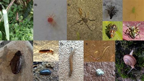 A -Trichonephila clavipes. B -Subclasse Acari. C -Subordem Opiliones. D ...