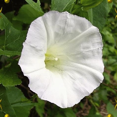 Ipomea Alba White Morning Glory Wildflower Seeds