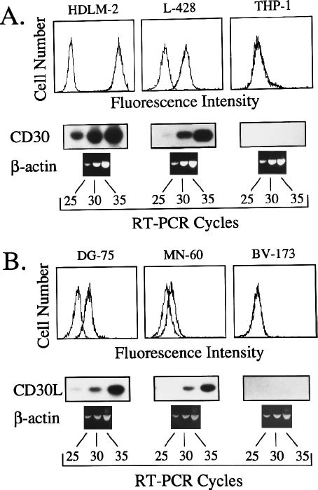 A Expression Of Cd30l And Cd30 In Normal Lymphohematopoietic Cells