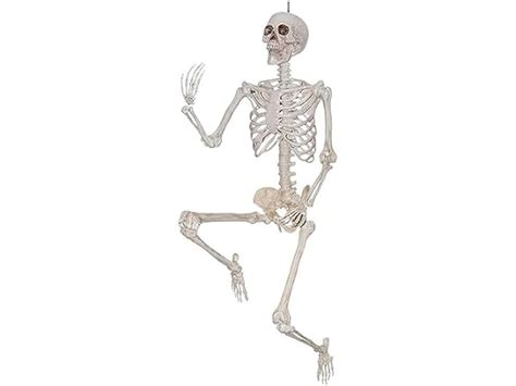 5ft Posable Skeleton Full Body