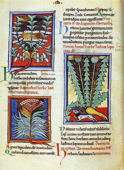 Erbario - Wikipedia Medieval Books, Medieval Art, Strange Beasts, Late ...