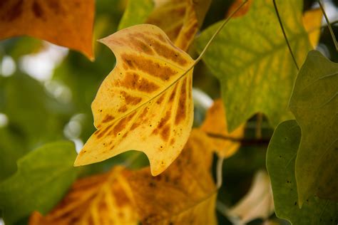 Wallpaper Sunlight Nature Park Branch Green Yellow Color