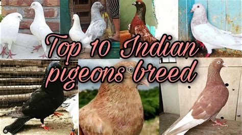 Top 10 Indian High Flying Pigeons Breed 10 Unchi Udan Ke Kabootar