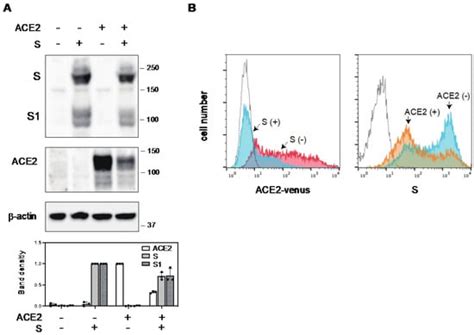 Ijms Free Full Text Differential Ability Of Spike Protein Of Sars