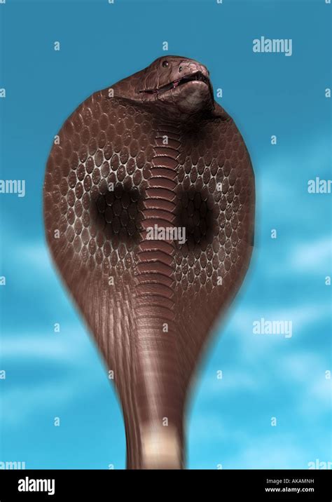 Cobras Head Hi Res Stock Photography And Images Alamy