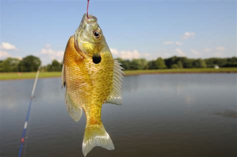 Sunfish Caught In A Farm Pond Stock Photo - Download Image Now - iStock