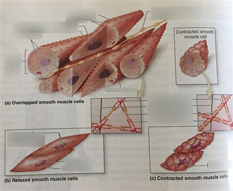 Smooth Muscle Microscopic Veiw Diagram Quizlet