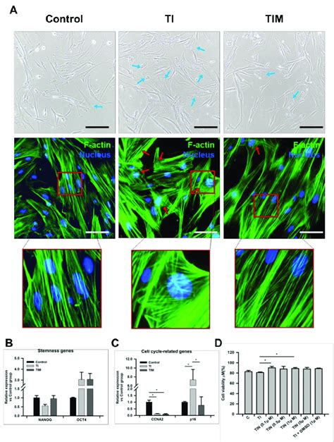 Characterization Of Hpd Mscs A Representative Bright Field Images