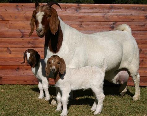 Pin By Vangout On Animaux G Ants Boer Goats Cute Goats Goats