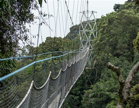 Nyungwe National Park - Nyungwe Canopy Walk in Rwanda