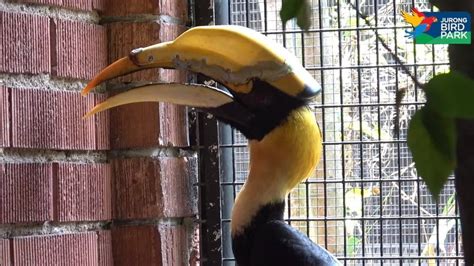 Hornbill Proudly Displays His New 3D Printed Beak - 3DPrint.com | The ...