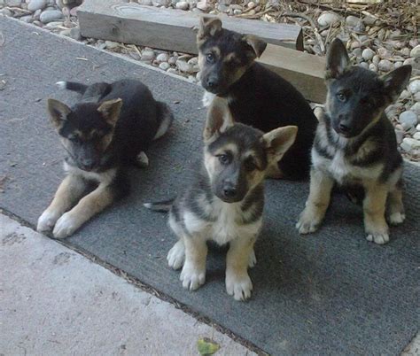 List Pictures Pictures Of German Shepherd Husky Mix Puppies Latest