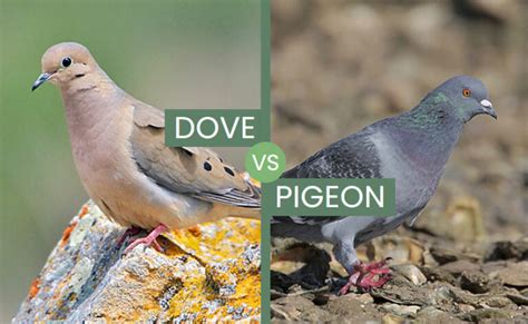 Dove Vs Pigeon Are They Complete Opposites Of Each Other