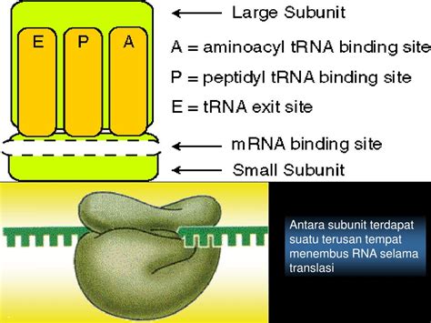 Ppt Ribosom Powerpoint Presentation Free Download Id7074513