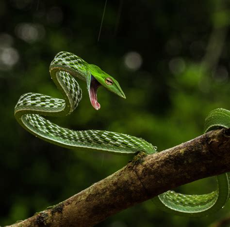 Green vine snake found in the rainforest of Agumbe : r/snakes