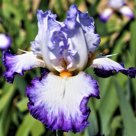 Reblooming Bearded Iris Bulbs for Sale | Large Iris Rhizomes – Easy To ...