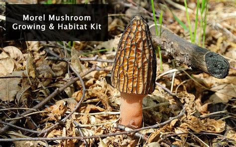 8 Best Edible Mushroom Growing Kit Plus Growth Tips For Beginners